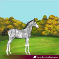Horse Color:Black Sabino 