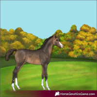 Horse Color:Buckskin Varnish 