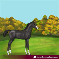 Horse Color:Smoky Black 