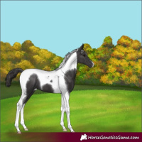 Horse Color:Smoky Black Tobiano 