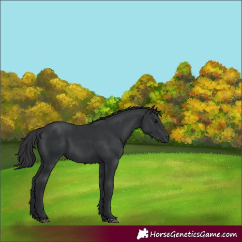 Horse Color:Black 