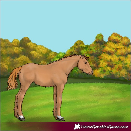 Horse Color:Chestnut 