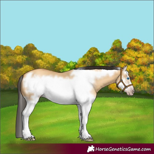 Horse Color:Gray Amber Cream Champagne Dun Splash Frame