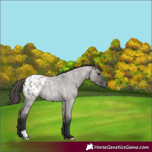 Horse Color:Grullo Roan Blanket 