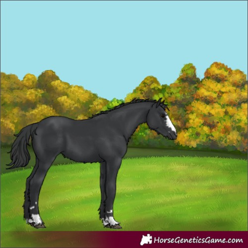 Horse Color:Black 