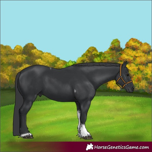 Horse Color:Black Tobiano 