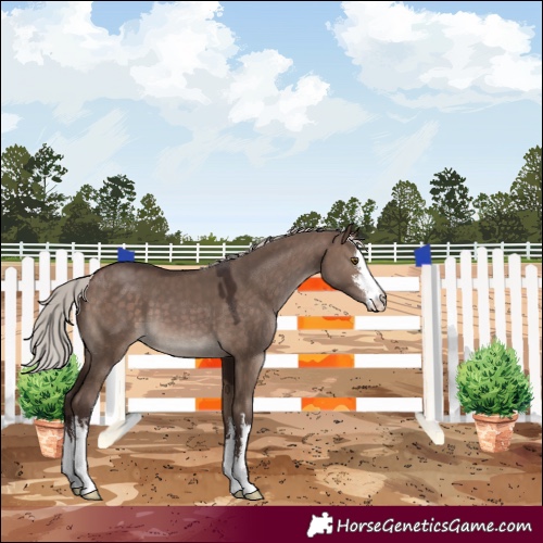 Horse Color:White Spotted Silver Brown Dun 