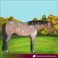 Horse Color:Brown Roan 