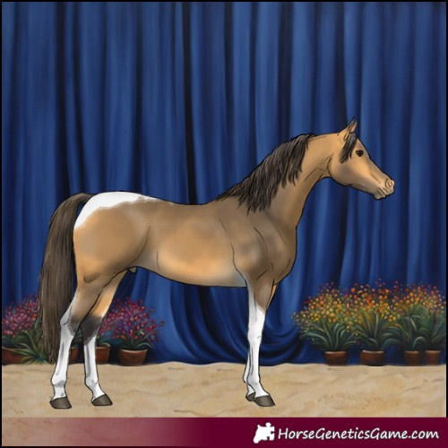 Horse Color:Buckskin Tobiano 