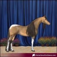Horse Color:Buckskin Tobiano 