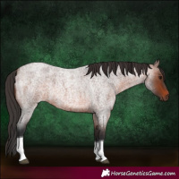 Horse Color:Brown Roan Tobiano