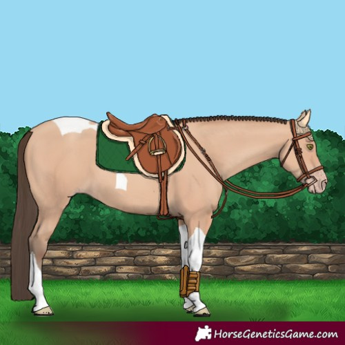 Horse Color:Amber Champagne Tobiano 