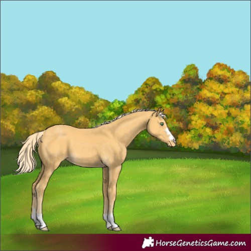 Horse Color:Gold Cream Champagne Appaloosa 