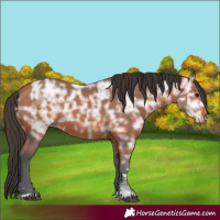 Horse Color:Bay Ice 