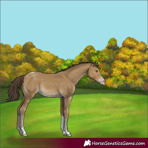 Horse Color:Classic Cream Champagne Tobiano Rabicano 