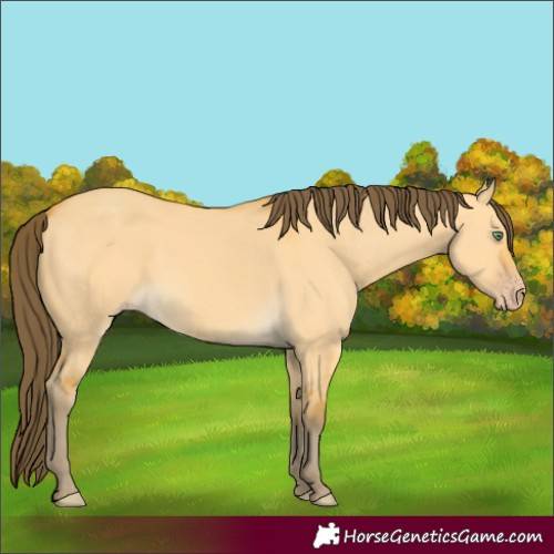 Horse Color:Amber Cream Champagne Dun 
