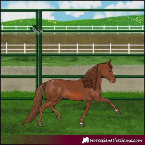 Horse Color:Chestnut 