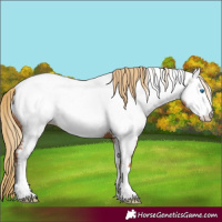 Horse Color:Chestnut Frame Appaloosa 