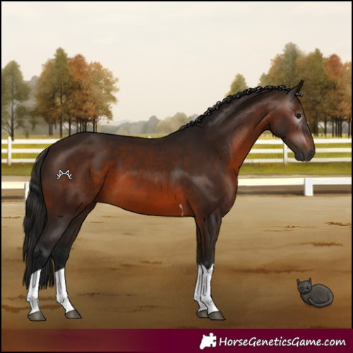 Horse Color:Gray Bay Tobiano 