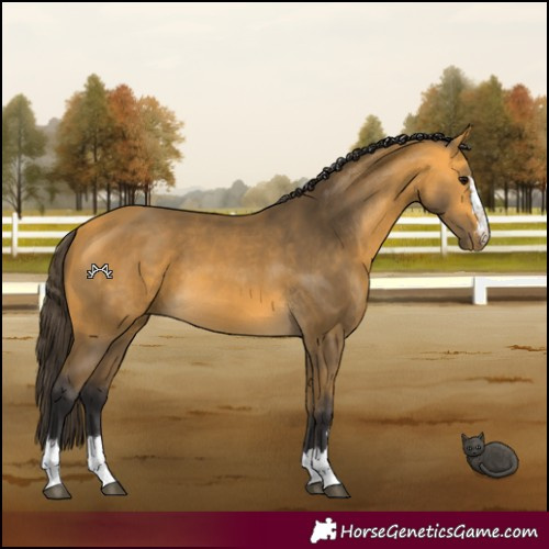 Horse Color:Buckskin 