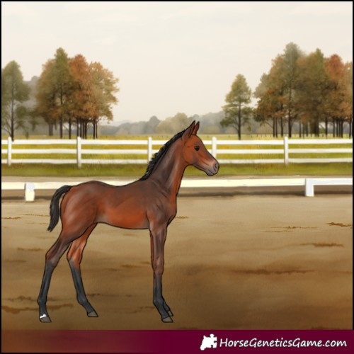 Horse Color:Bay 