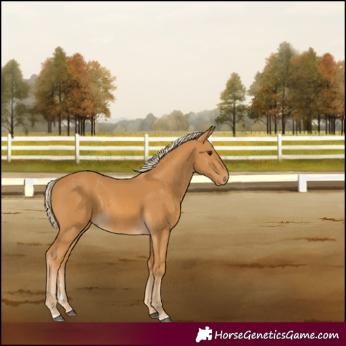 Horse Color:Palomino 