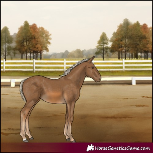 Horse Color:Chocolate Palomino Frame 