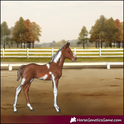 Horse Color:Chestnut Tobiano Frame 