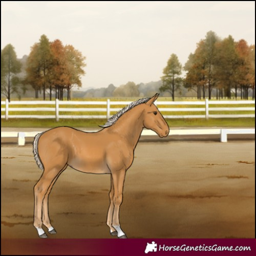 Horse Color:Palomino 
