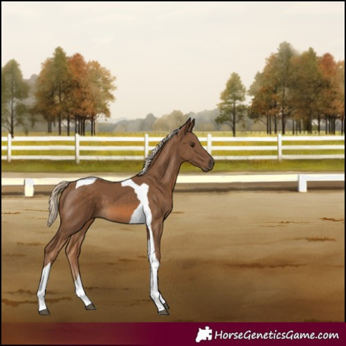 Horse Color:Chocolate Palomino Tobiano 