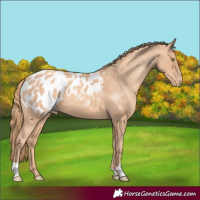 Horse Color:Gold Champagne Appaloosa 