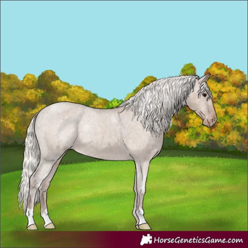 Horse Color:Silver Grullo Varnish 