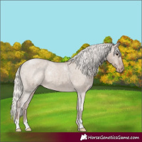 Horse Color:Silver Grullo Appaloosa 