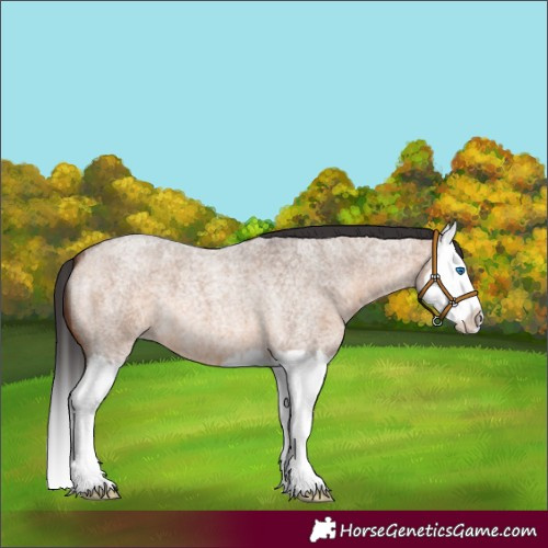 Horse Color:Brown Roan Dun Splash 