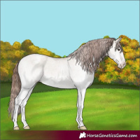 Horse Color:White Spotted Red Dun Varnish 