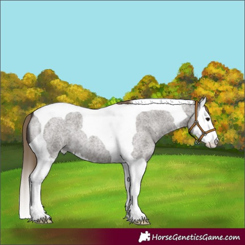 Horse Color:Smoky Grullo Roan Splash Tobiano Appaloosa 