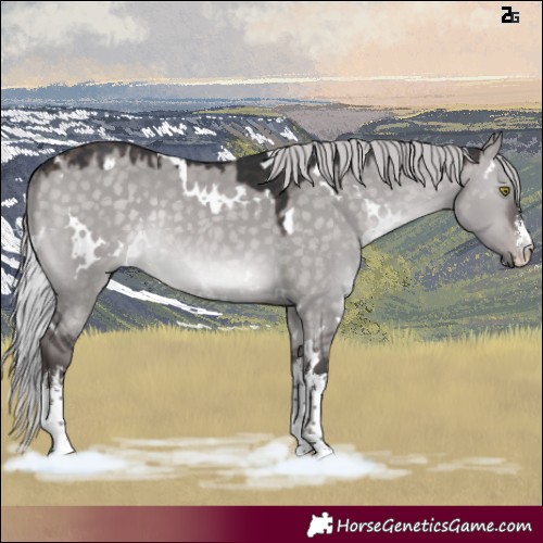 Horse Color:Platinum White Spotted Silver Bay Dun Rabicano 