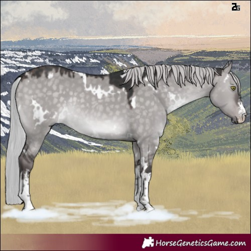 Horse Color:Platinum White Spotted Silver Bay Dun Rabicano 