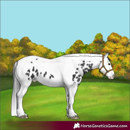 Horse Color:Black Splash Tobiano Appaloosa 