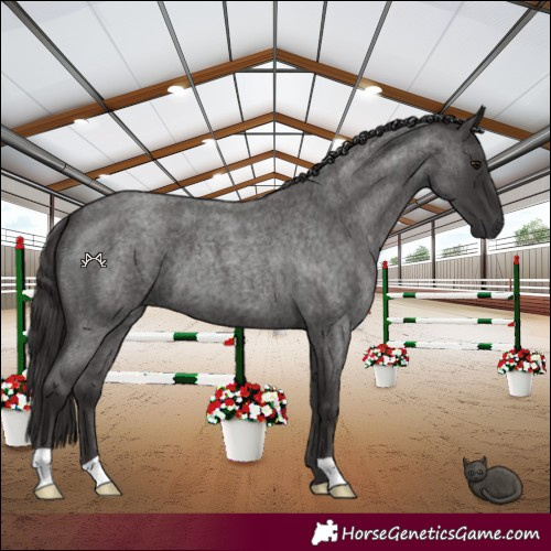 Horse Color:Smoky Blue Roan 
