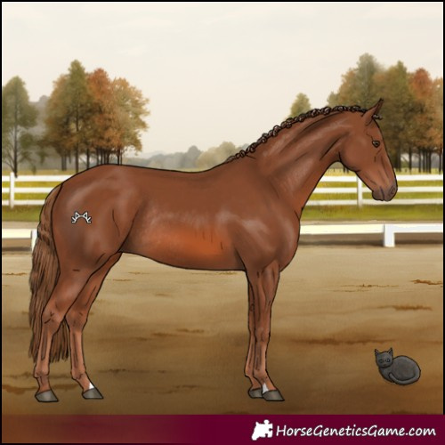 Horse Color:Chestnut Rabicano 