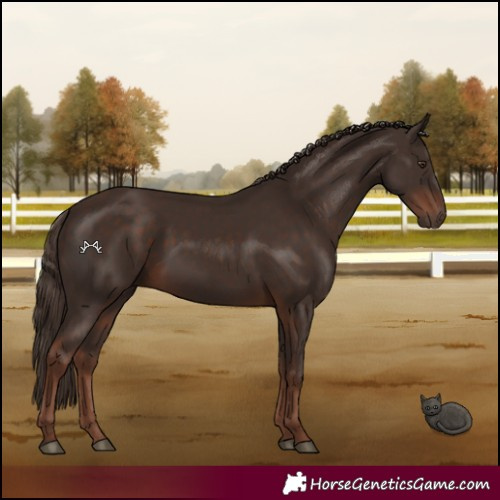 Horse Color:Liver Chestnut Rabicano 