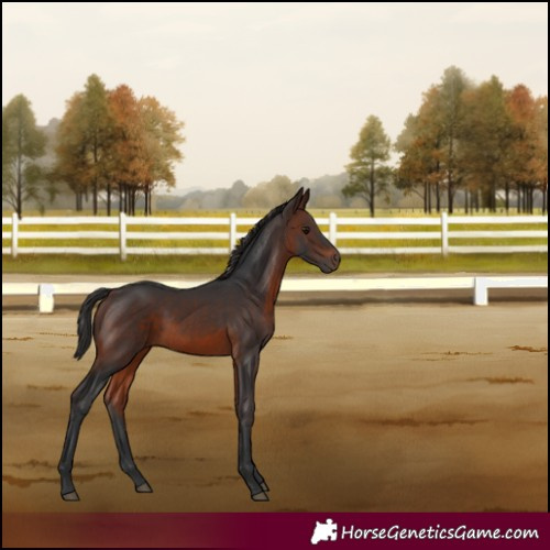 Horse Color:Brown 