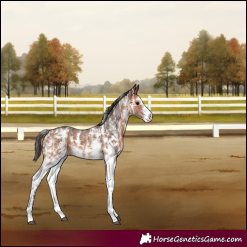 Horse Color:Bay Sabino Rabicano 