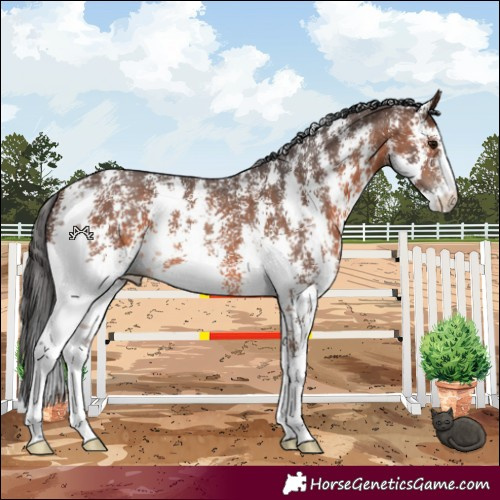 Horse Color:Brown Sabino 