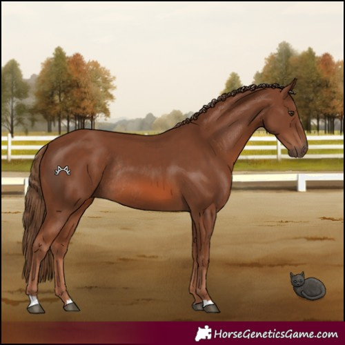 Horse Color:Chestnut Rabicano 