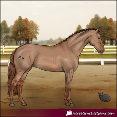 Horse Color:Red Dun Rabicano 