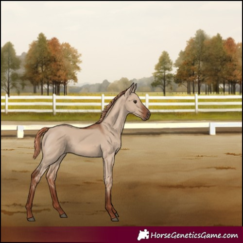 Horse Color:Red Dun Rabicano 