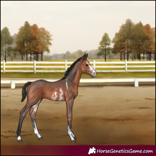 Horse Color:Bay Sabino 