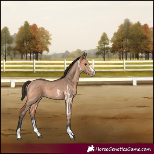 Horse Color:Bay Dun Sabino 